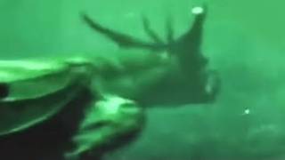 Terrifying Creatures Bigger Than The Megalodon That Won't Stop Growing