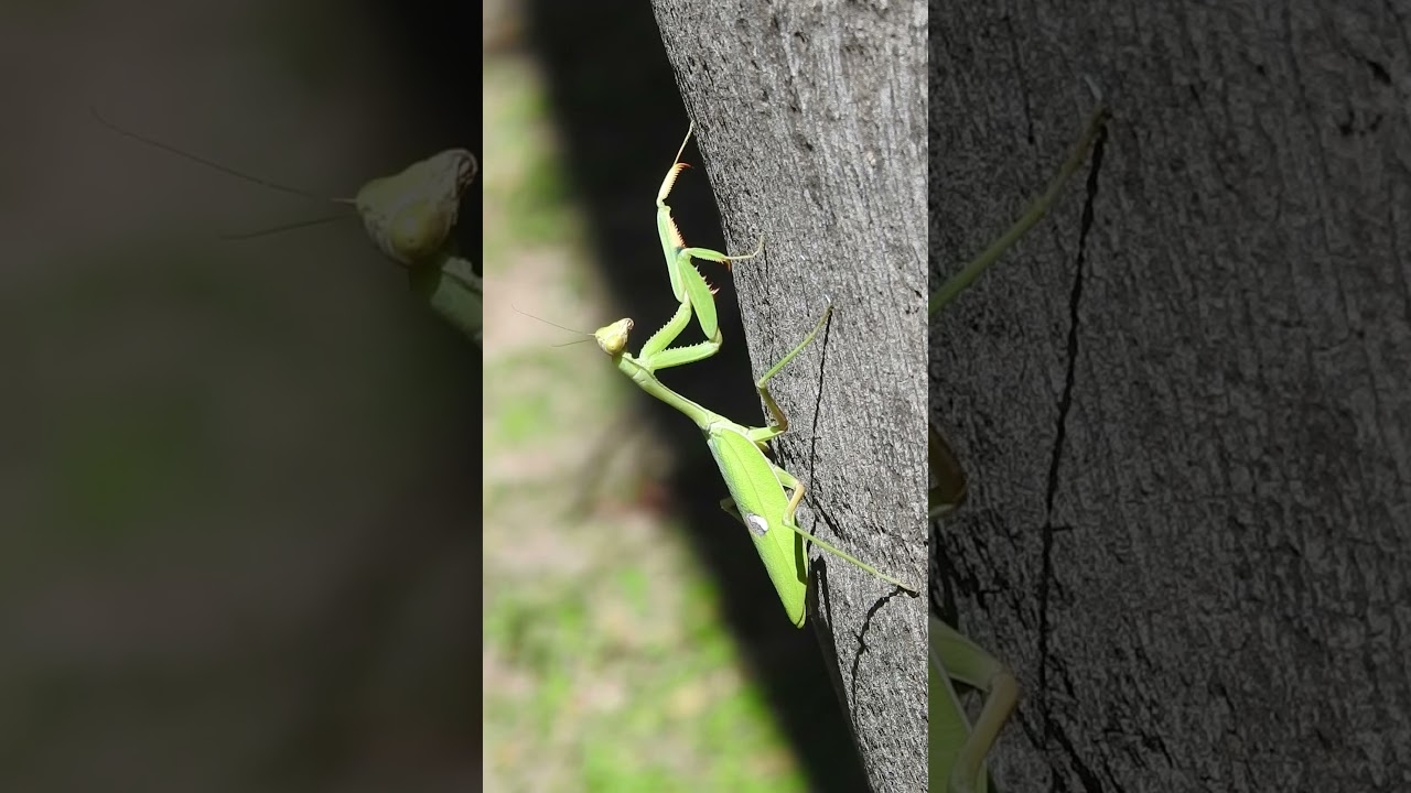 MANTIS RELIGIOSA - MAMBORETA 