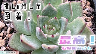 ★多肉植物egg♫梅ちゃん★ Succulents】 It's here… my favorite seedling has arrived - YouTube