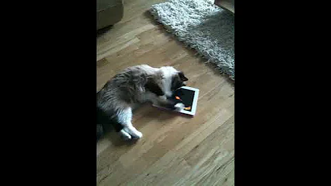 Video 11810311: cat playing