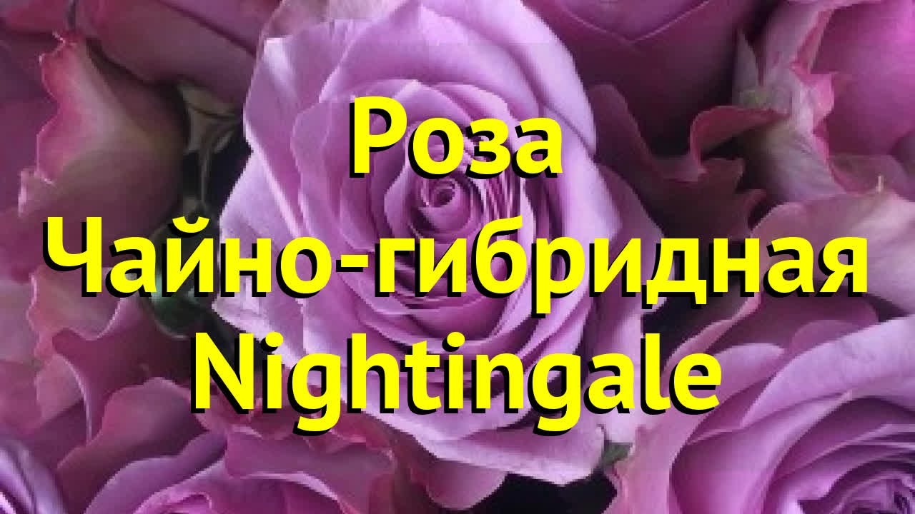 Роза чайно-гибридная Найттингл. Краткий обзор, описание характеристик ...