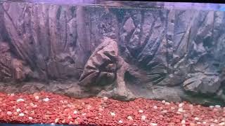 DIY 3D Aquarium Background made out of Styrofoam at home