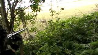 Close Call With a Coyote while Turkey Hunting