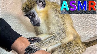 Monkey Grooming Asmr Oddly Satisfying Thabo And Ray