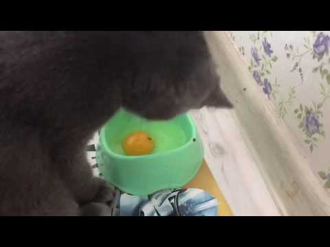 Можно ли кошкам давать сырые яйца? Чем кормить кота