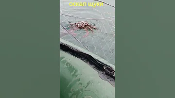 Как поймать краба