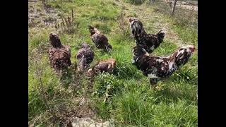 Poultry Breeds Orlov Il Giardino Dei Polli Russian Orloff Chickens