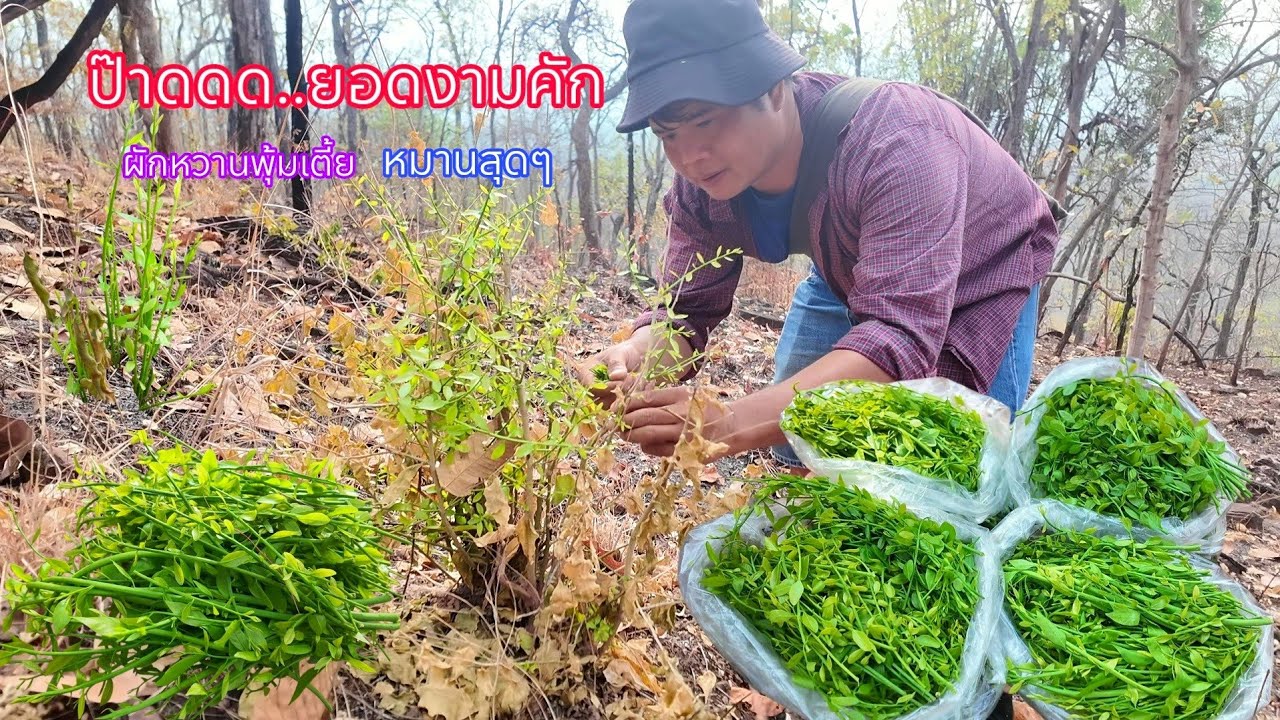 หมานสุดๆเจอแต่ละต้นยอดงามๆทั้งนั้น ขึ้นเขาเก็บผักหวานป่าได้เยอะเลยวันนี้ 