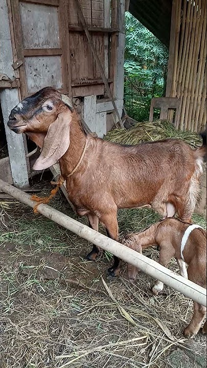 ternak kambing jawa randu - YouTube