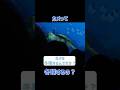 カメは冬眠するんですか？#クラッシュ #ディズニー #タートルトーク