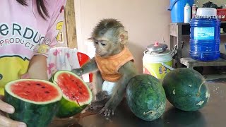 Donal Very Excited Get Many Watermelon For Breakfast, Cute Monkey