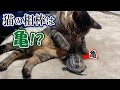猫のことが大好きすぎて猛ダッシュで追いかける亀