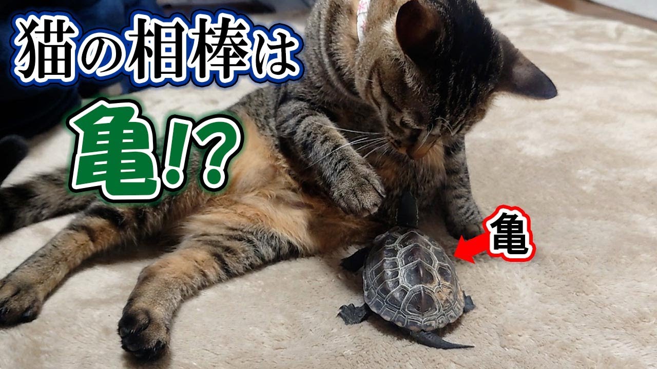 A turtle who loves cats so much that he chases them at full speed