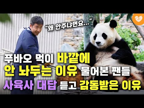 푸바오 죽순 바깥에 안주는 <strong>이유</strong> 항의했던 <strong>팬</strong>, 중국 사육사 대답 듣고 오히려 고마워한 <strong>이유</strong> #푸바오 #선수핑