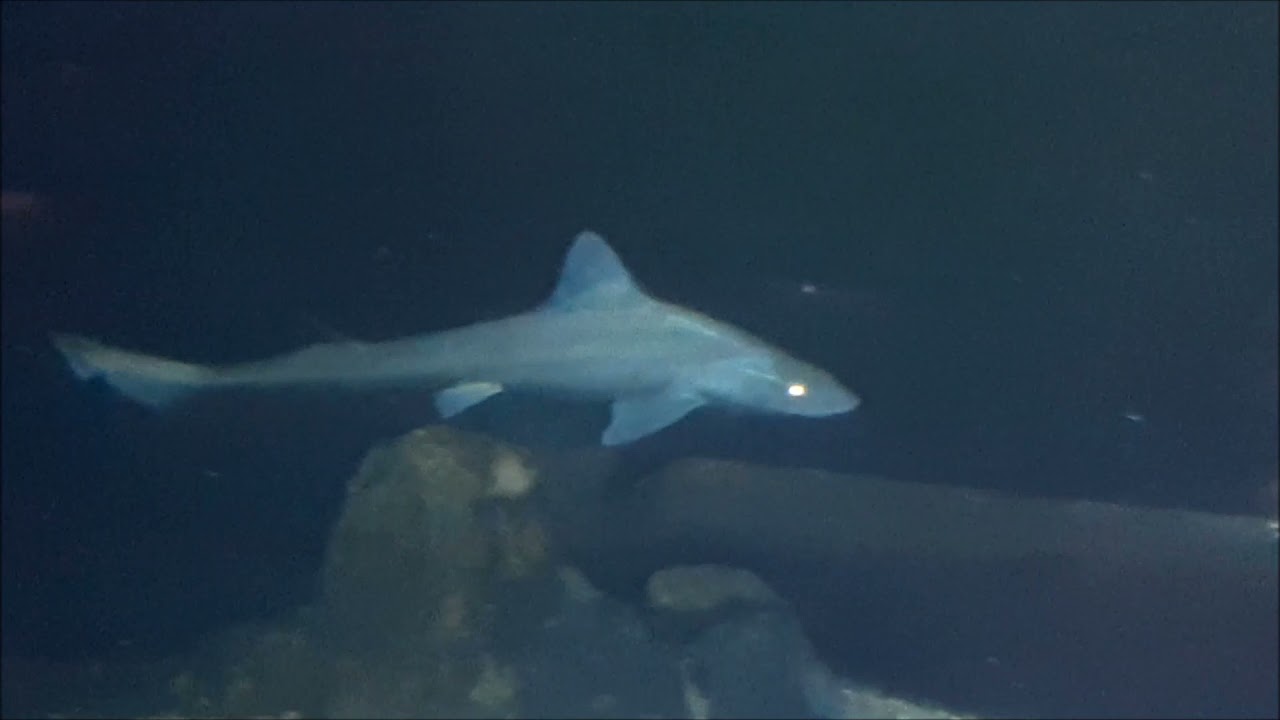 Zeeaquaria Natuurcentrum Ameland 12 11 2021