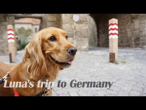 강아지 코카스파니엘과 유럽여행_독일 로텐부르크,뷔르츠부르크,밤베르크(Rothenburg/Würzburg/Bamberg)