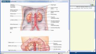 Lab 4 - Blood Vessels - Part 2 Profile