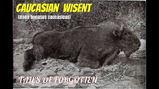 Caucasian Wisent (Bison bonasus caucasicus)