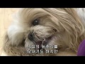 지금 유행중인 강아지의  요가, 도가(Doga)