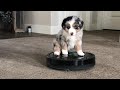 Puppy Rides Roomba