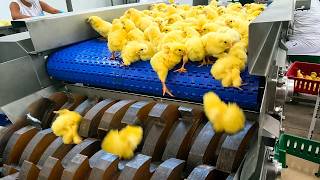 Inside America’s Massive Chicken Factory: Smart Farming & Rapid Production