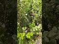 الفل المغربي زهور ونباتات زينة الفل المغربي زهور ونباتات زينة