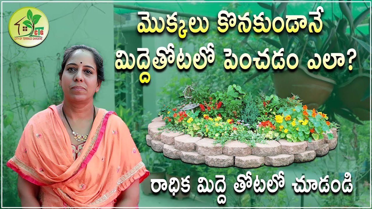 మొక్కలు కొనకుండానే మిద్దెతోట లో పెంచడం ఎలా ? | రాధిక మిద్దె  తోటలో చూడండి | City Of Terrace Gardens