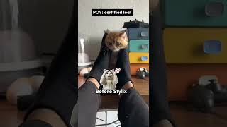 stylix.pet | Link in Bio. POV: orange cat activities