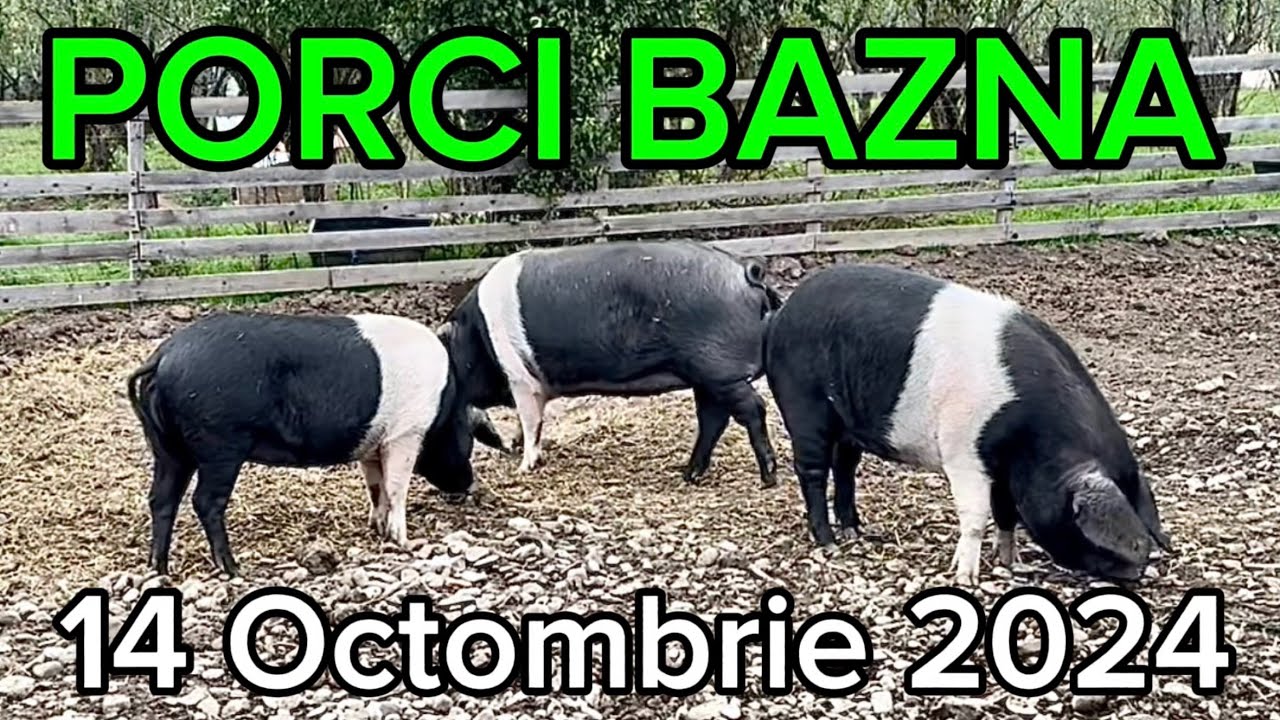 Porcii Bazna la jumătatea lunii Octombrie. Câte kg credeți că au cei trei care vor fi sacrificați?