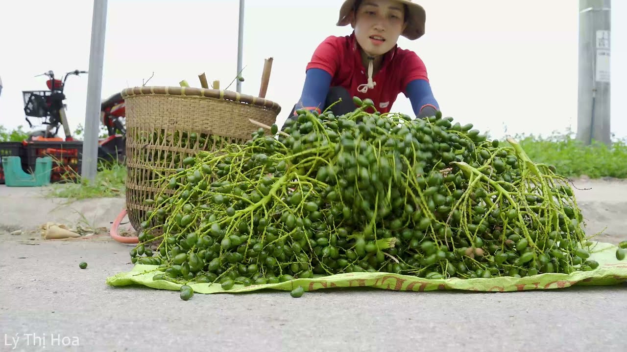 Farm life | Harvesting Ground Palm Goes to market sell | How to make medicine from saw palmetto