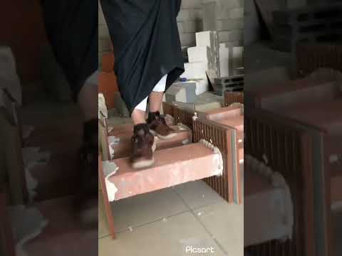 افضل غراء سيراميك غراء تروبيت