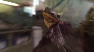 Roughskin Newt, Salamander Of The Pacific Northwest