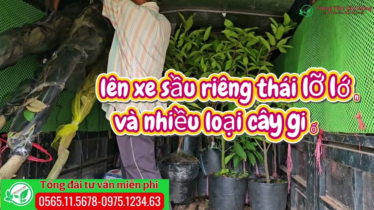 Sầu riêng thái lỡ lớn và nhiều loại cây giống trồng kinh tế cho chủ đầu tư