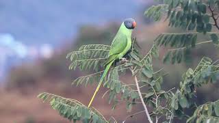 Slaty Headed Parakeet in Makku Farm Makkumath Chopta Birding with Bharat Puspwan