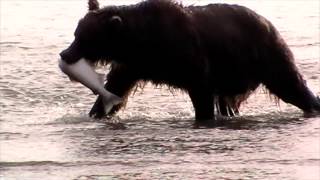 The Brat Baby Brown Bear