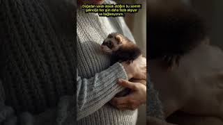 Sadakat ve Vahşi Doğa: Gelincik Dostluğu