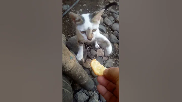my kitty cat | Christian Rola