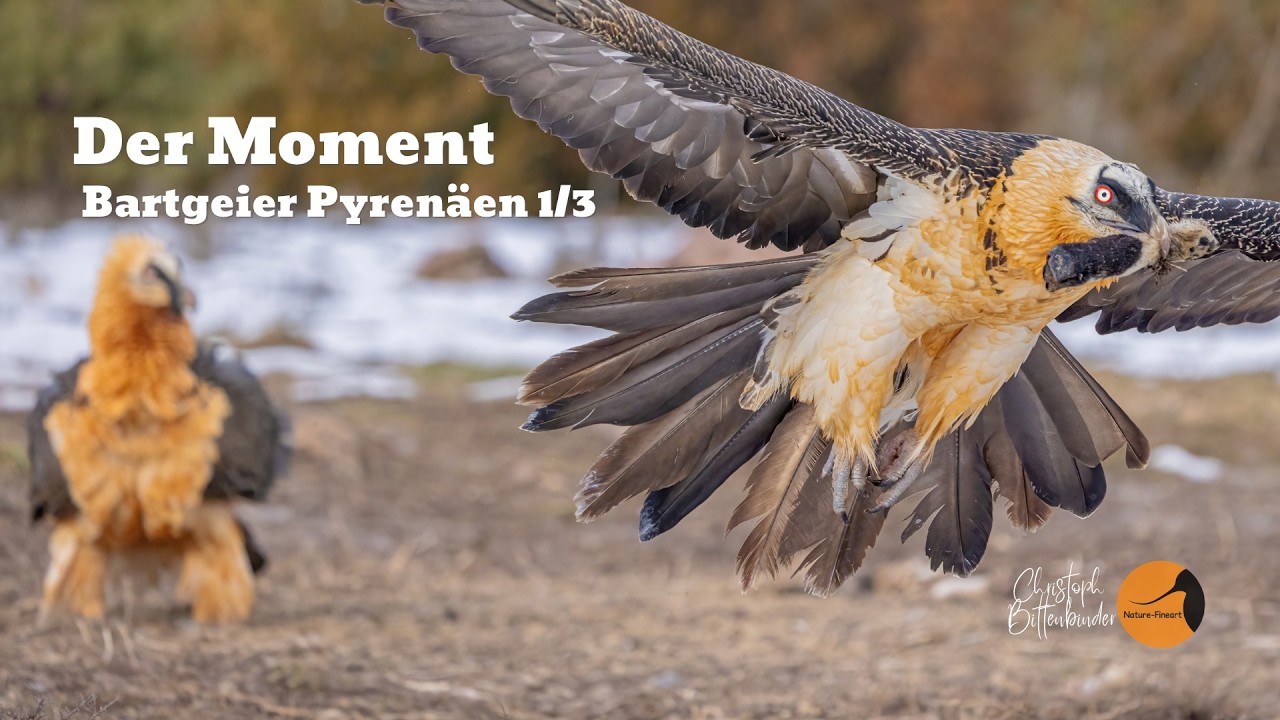 Bartgeier in den Pyrenäen – Der Moment, auf den wir gewartet haben