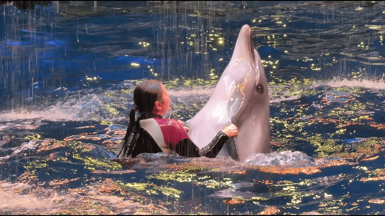 カワハラウォーキング　カワハラボール　パープル Amazon | キザキ(kizaki) ウォーキングポール APBB-V206