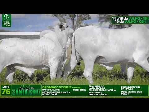LOTE 76