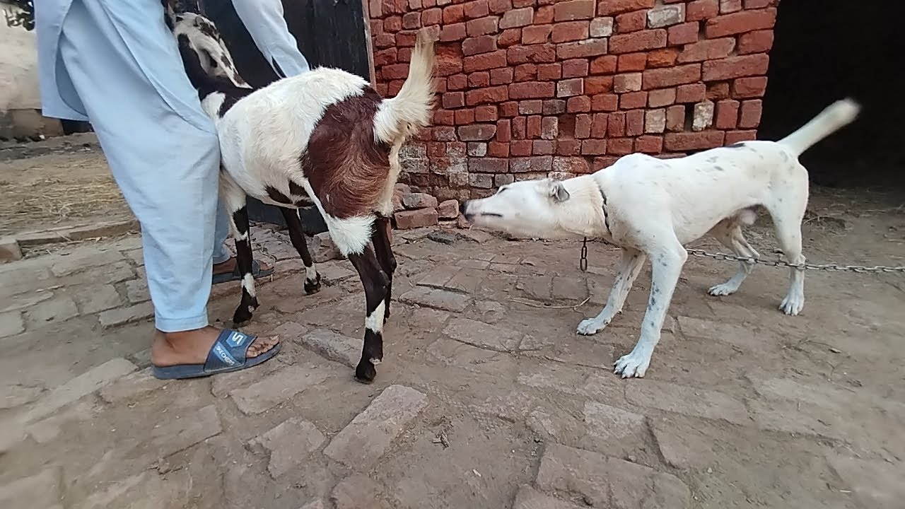 Unbelievable Bond Between Goat & Dog 🐐🐕‍🦺❤️ | Real Animal Love