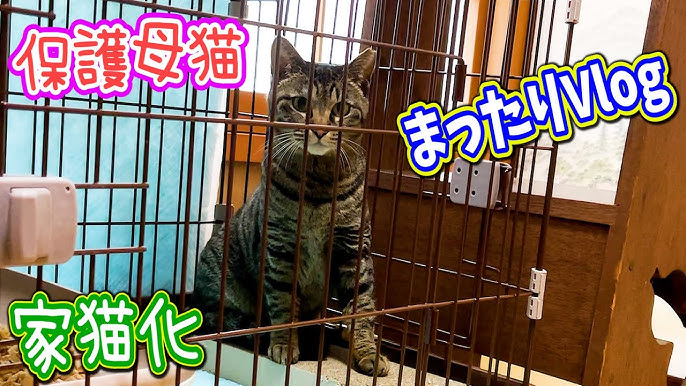 保護母猫家猫化 懐くまでの成長日記 Kitten Cat Japanese Traditional House Youtube 保護母猫家猫化 懐くまでの成長日記 Kitten Cat Japanese Traditional House Youtube