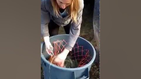 HayWeyer Slow Feeder DIY Safe, Cheap, Easy, Portable Horse Hay Net Bucket