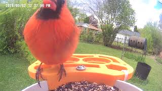 Red bird video afternoon 6