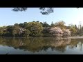 大宮公園の桜