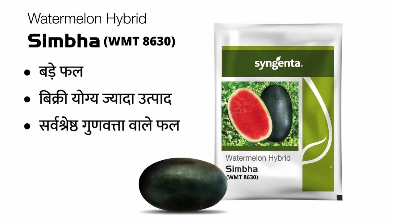 Simbhaa A Detailed Video on Watermelon *Simbha* 🍉 Farmers Feedback from the ...