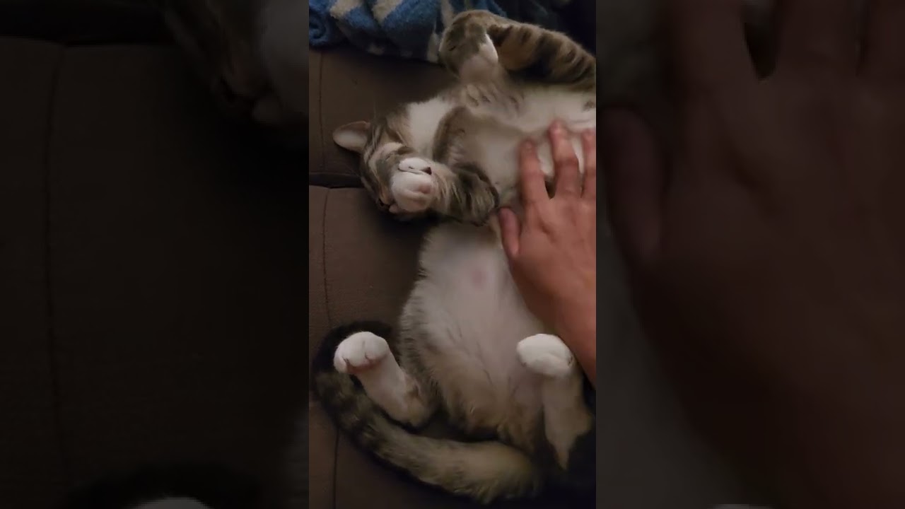 Cat Reacts to Belly Rubs