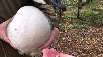 Cuddling and petting these adorable Canada Geese.