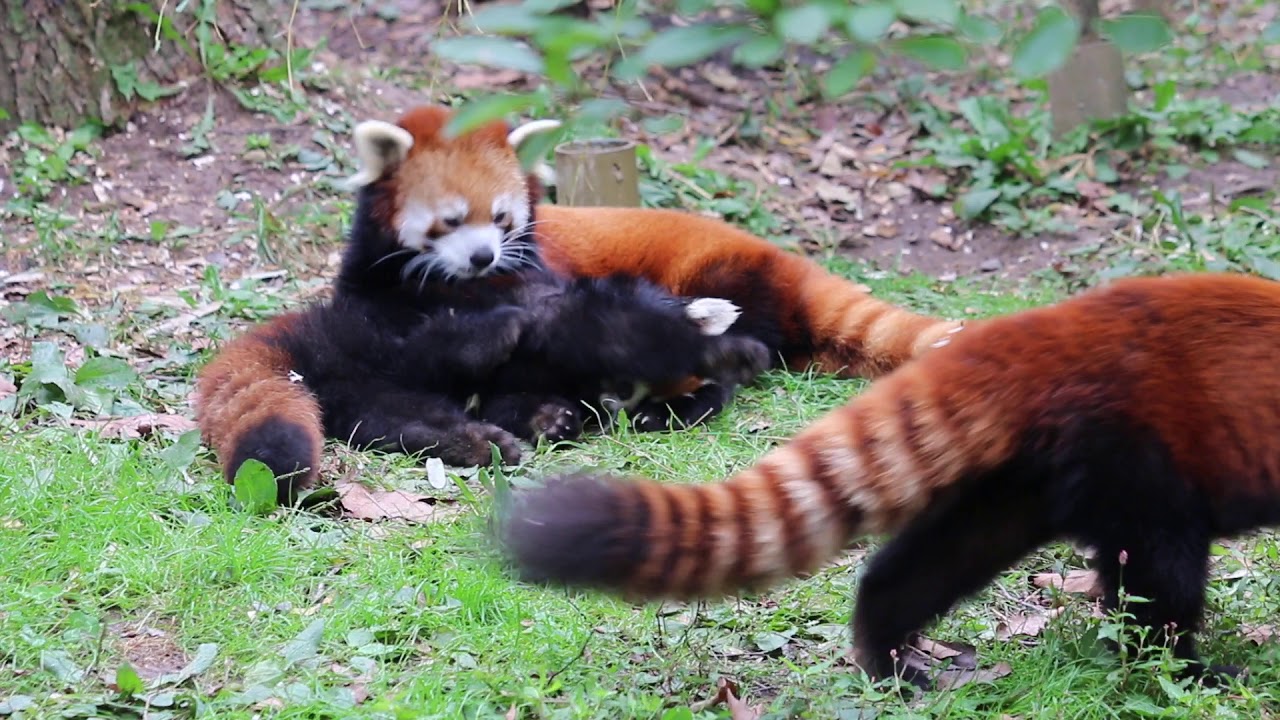 Red Panda Motherhood - YouTube