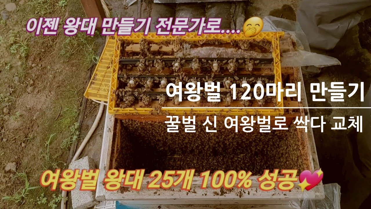 명품 여왕벌 만들기, #1편 - 명품왕대 100% 성공